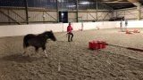 Ecole d'équitation
